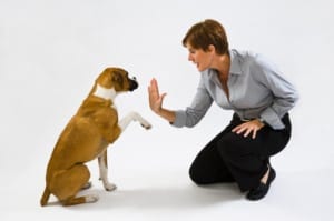 Dog-Training-Technique