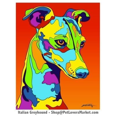 Italian Greyhound Pictures and Greyhound Art for Sale. Greyhound art and dog painting by Michael Vistia.