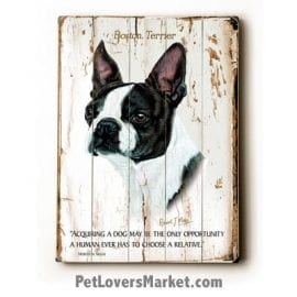 Boston Terrier: Dog Picture, Dog Print, Dog Art. "Acquiring a dog may be the only opportunity a human ever has to choose a relative." ~ dog quote. Wall Art and Wooden Signs with Dog Pictures and Dog Quotes. Features Boston Terrier Dog Breed.