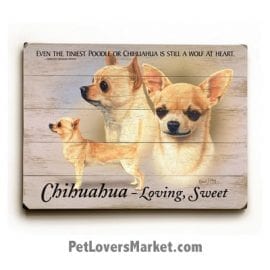 Chihuahua: Dog Picture, Dog Print, Dog Art. "Even the tiniest poodle or chihuahua is still a wolf at heart." ~ Dorothy Hinshaw (famous dog quotes). Wall Art and Wooden Signs with Dog Pictures and Dog Quotes. Features the Chihuahua Dog Breed.