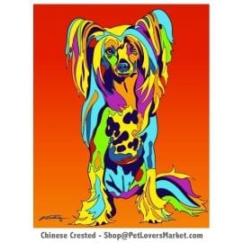 Chinese Crested Pictures. Dog portrait and dog painting by Michael Vistia. Canvas Prints and Matted Prints available. Dog Art. Chinese Crested dog breed.