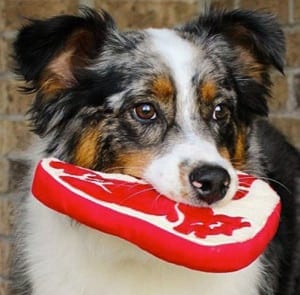 Dog Squeaky Toy: Steak (Dog with Toy)