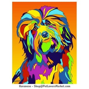 Havanese Pictures & Havanese Art. Havanese Dog Painting by Michael Vistia.