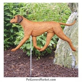 Rhodesian Ridgeback Dog Sign / Yard Sign / Garden Stake. Garden Accents and Gifts for Dog Lovers. Perfect for Home and Garden Decor. Part of our collection of yard signs and garden accents -- with dog breeds. Also use for outdoor accents, unique garden statues, garden statues online, best garden decor, garden stake decor, decorative garden stake, outdoor home accents, unique garden decor, outdoor home decor. Features Rhodesian Ridgeback dog breed.