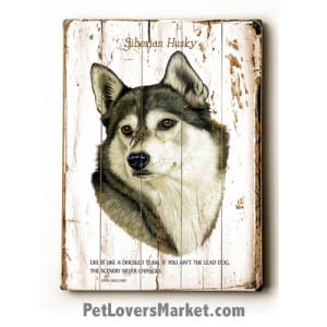 Siberian Husky - Dog Picture, Dog Print, Dog Art. "Life is like a dogsled team. If you aint the lead dog, the scenery never changes." - Lewis Grizzard (famous dog quotes). Wall Art and Wooden Signs with Dog Pictures and Dog Quotes. Features the Siberian Husky dog breed.