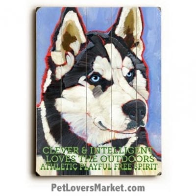 Siberian Husky - Dog Picture, Dog Print, Dog Art. Wall Art and Wooden Signs with Dog Pictures and Dog Quotes. Features the Siberian Husky dog breed.