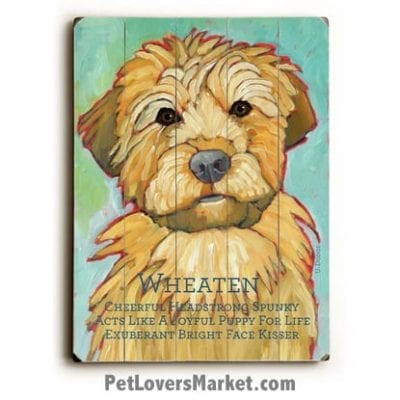 Soft Coated Wheaten Terrier - Dog Picture, Dog Print, Dog Art. Wall Art and Wooden Signs with Dog Pictures and Dog Quotes. Features the Soft Coated Wheaten Terrier dog breed.